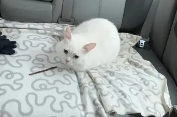 Пропала белая кошка в Домодедово, улица Заречье