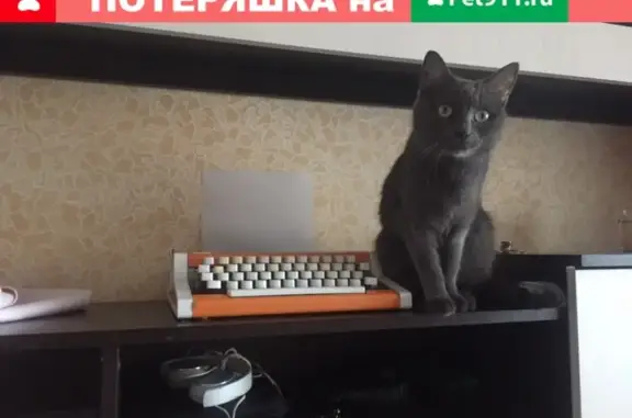 Потерянные животные Саранск, фото: Пропала кошка на Б. Хмельницкого 90 в Саранске