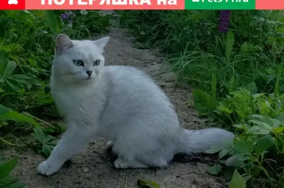 Пропала кошка в СНТ Калининец, Московская область