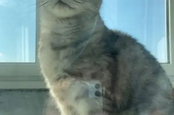 Пропала кошка Бусинка на проезде Кадомцева 23