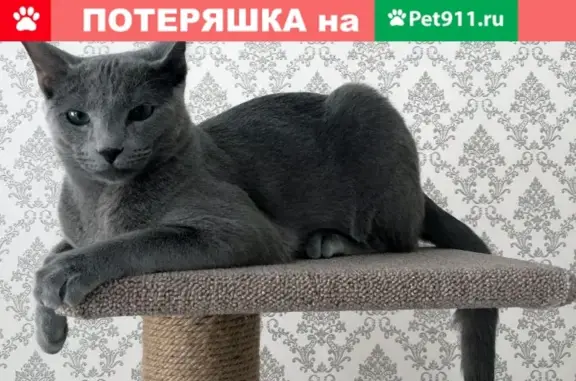 Кошки потеряшки, Ярославль, фото: Потеряшка кошка на улице Ньютона, 40Б (Ярославль)