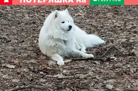 Пропала собака Лайк в Красногорске