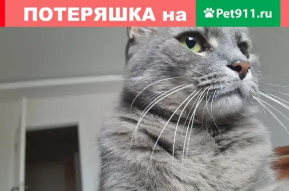 Пропала кошка Гриша в Мытищах на улице Веры Волошиной