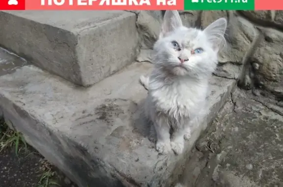 Найден котенок на ул. Буденного 326 в Краснодаре