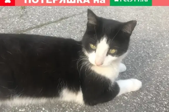 Найдена кошка на пл. Лядова, Нижний Новгород
