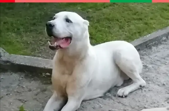 Пропала собака в лесу, район Судогда, ул. Халтурина, 59