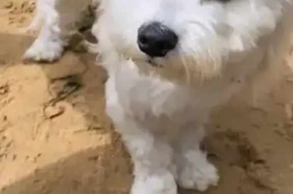 Найденные животные Москва, фото: Найдена мальтийская балонка на ул. 1905 года