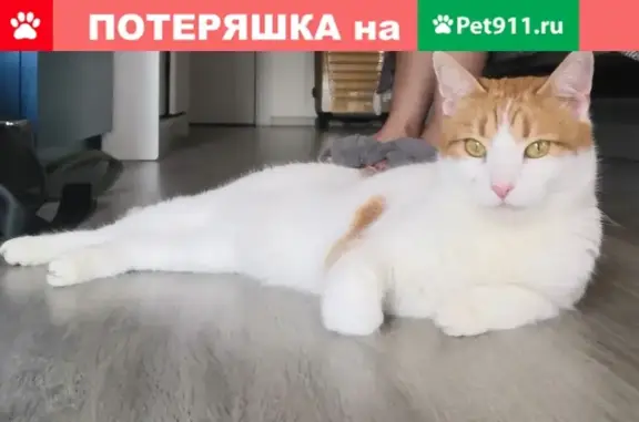 Найдена бело-рыжая кошка на ул. Автозаводская 23к7