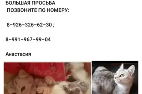 Пропала кошка в Старых Химках на ул. Чкалова