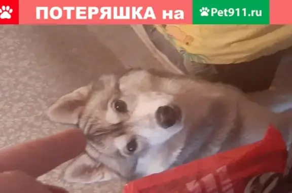 Пропала собака Денди на улице Советской Армии, Москва
