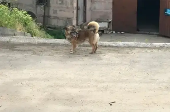Найдена собака возле дома 15 на ул. Водопроводная в Чебоксарах