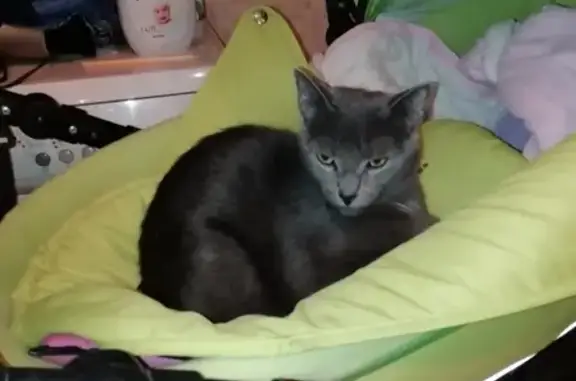 Кошки потеряшки, Санкт-Петербург, фото: Потеряшка кошка на улице Руднева 27