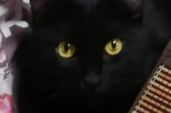 Кошки потеряшки, Заречный, фото: Потеряшка кот на пр. Победы, 47.