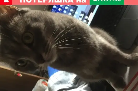 Пропал кот Оскар на улице Бакинской (Москва) – вознаграждение.