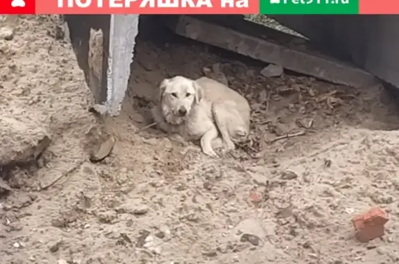 Собака на улице Ямашева, 61 дом