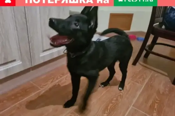 Собака найдена: Черный на Рождественской 33.
