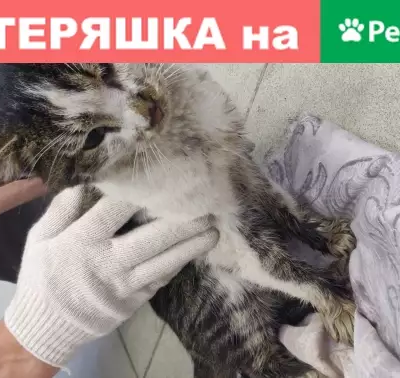 Найден кот на стадионе Петровский, Санкт-Петербург