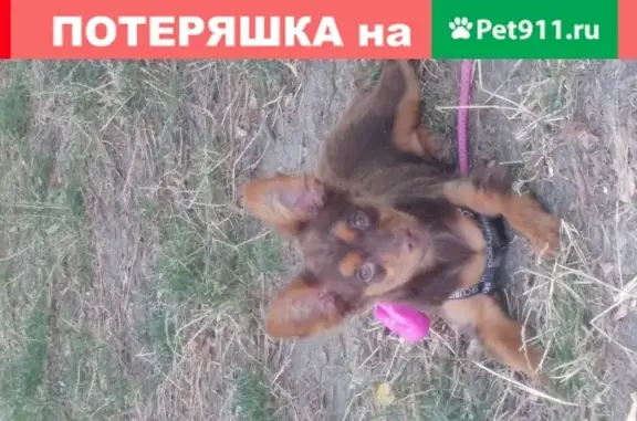 Объявления о пропавших и найденных животных, Новороссийск, фото: Собака найдена: Пионерская улица, 37.