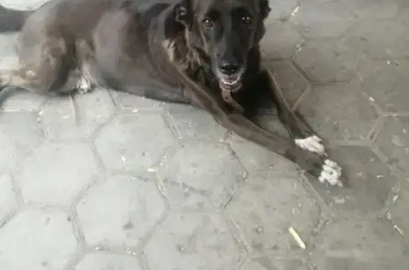 Найден пёс в Оренбурге, район Степной