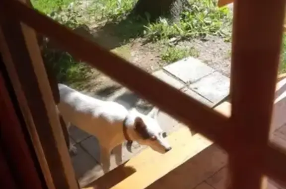 Найдена белая собака в Лесном доме, хутор Ламишино