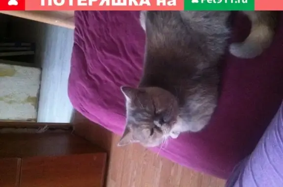 Кошки потеряшки, Ижевск, фото: Потеряшка кошка Муся, ул. Гагарина, Ижевск