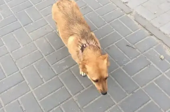 Пропала собака в районе Семь Ветров, Волгоград
