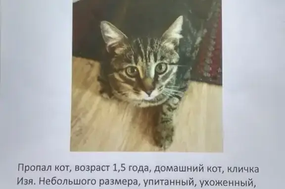 Пропала кошка на ул. Фрунзе, 40 (Пенза)