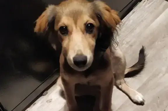 Собака найдена на 1-й Залповой улице, Ростов-на-Дону