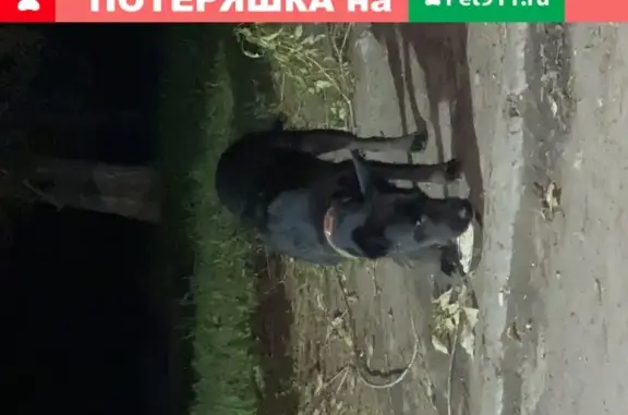Потерялась собака на ул. Мира в Челябинске