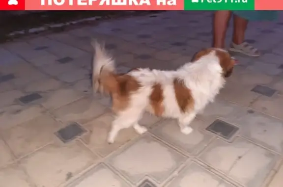 Собака без ошейника найдена возле моста в Анапе.