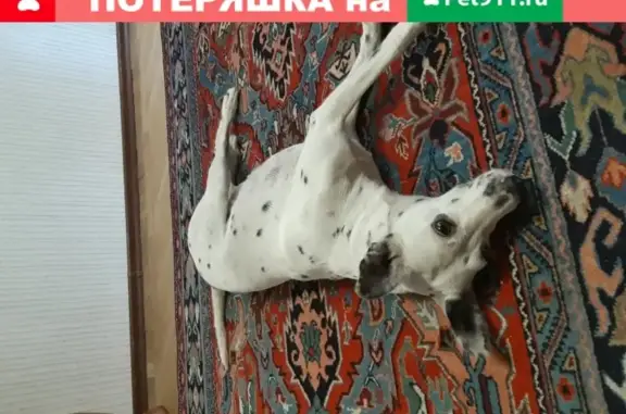 Найдена собака в Краснодаре, ФМР