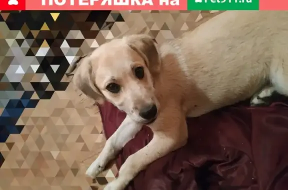 Найден домашний щенок на улице Сосновая, Подольск