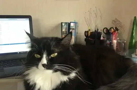 Кошки потеряшки, Ярославль, фото: Потеряшка кошка в районе Дядьково, Ярославль