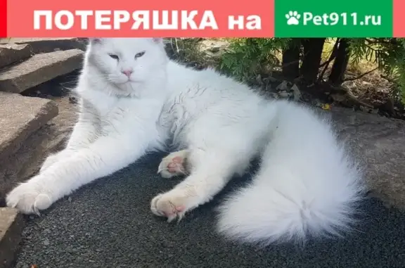Пропала кошка Веста на ул. Лескова 30 в Москве