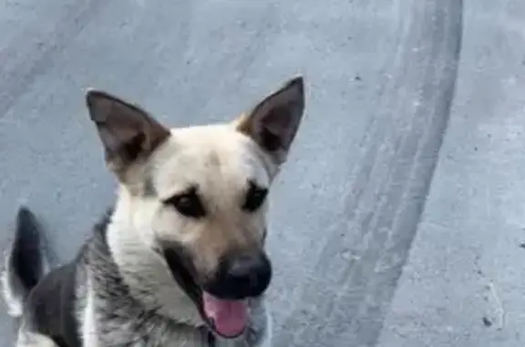 Пропала собака Чарли на Дальней улице, Барнаул