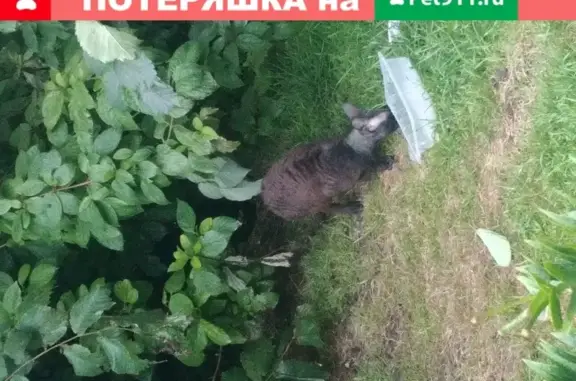 Породистая кошка на Стахановцев 4а