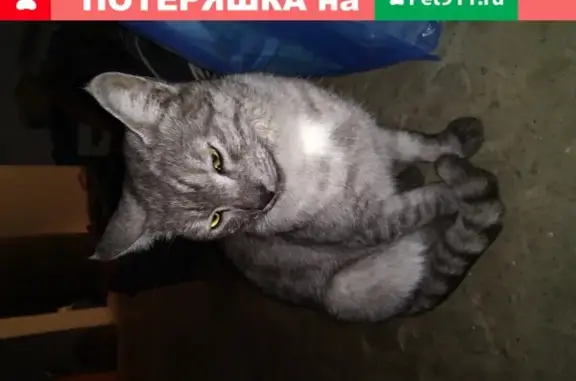 Найдена кошка в Самаре на перекрестке Мориса-Тореза и Революционной