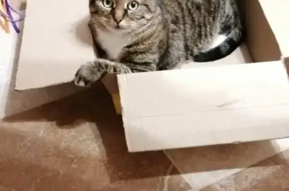 Кошки потеряшки, Ярославль, фото: Потеряшка кошка на улице Александра Невского, 5 в Ярославле