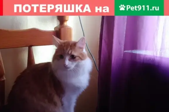 Пропал кот на 3-й Владимирской, Перово