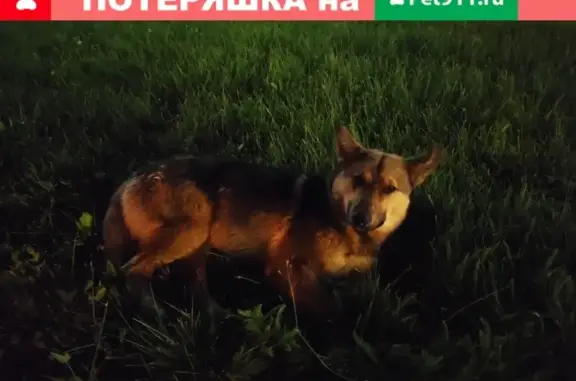 Собака найдена в районе Циолковского, Дома ученых, Обнинск
