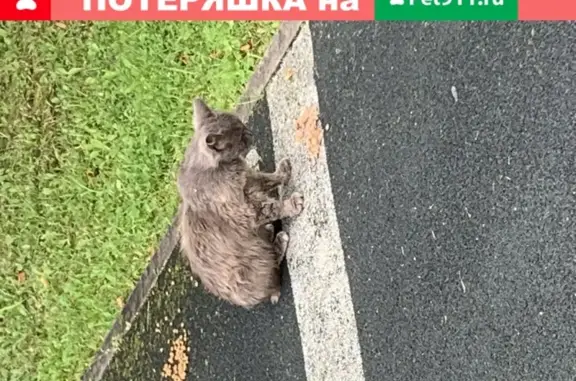 Найдена кошка на ул. Лобачевского