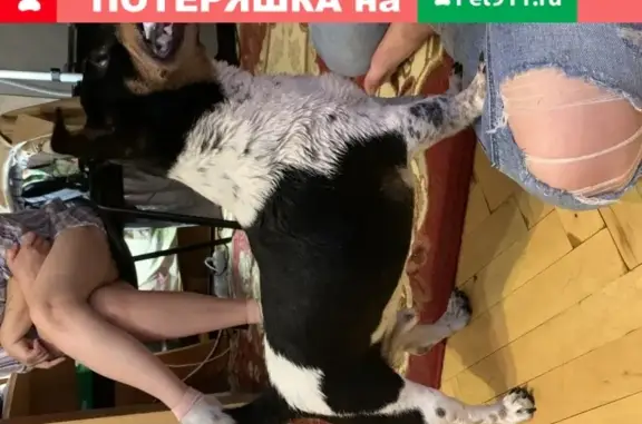 Найдена собака на ул. Дыбенко 11к2