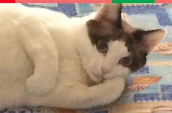 Объявления о пропавших и найденных животных, Курган, фото: Пропала беленькая кошка с темными пятнами на ул. Климова, 56