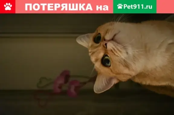 Пропала кошка Василиса в д. Лихуны, вознаграждение 10 000 рублей!