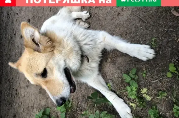 Пропала собака Дуся на ул. Октябрьская, Кратово