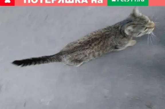 Найдена кошка на Ферганской улице, Москва