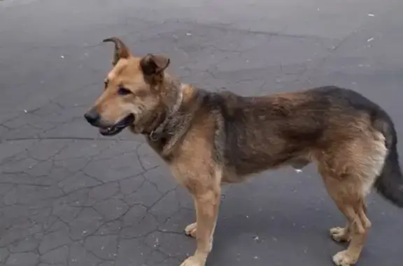Найдена собака в ЮВАО, ищем хозяина