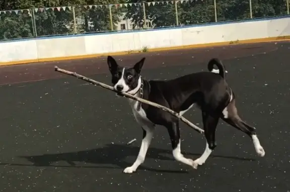 Пропала собака Саймон в Москве, район Косино-Ухтомский