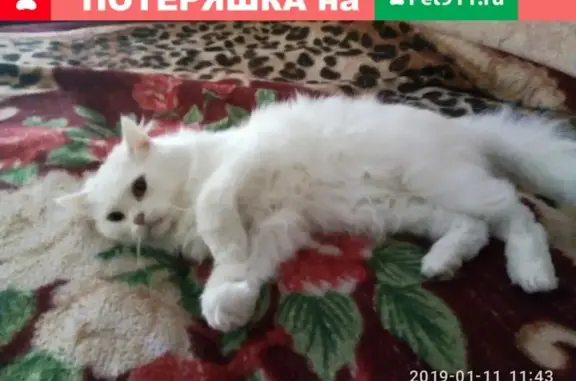 Пропал кот в Барнауле, Телефонная 40А, возможно на улице Георгия Исакова