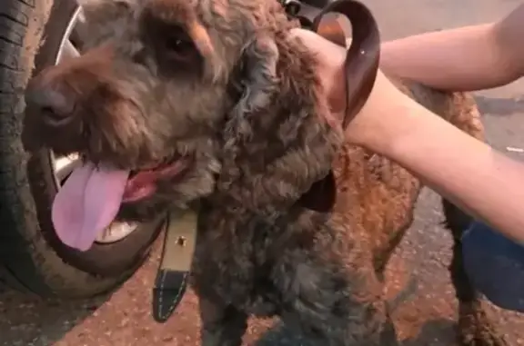 Найдена собака на дороге между Обухово и Кривцово в Солнечногорском районе